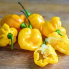 Exclusive 1 oz Habanero Pepper Seeds Heirloom - Caribbean Yellow - Approx 6000 Seed