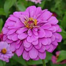 Limited Edition 250 Zinnia Flower Seeds Lavender Purple Elegans