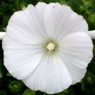 Top-Quality 250 White Tree Mallow Flower Seeds Lavatera trimestris
