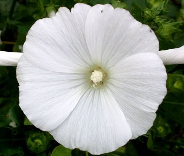 Top-Quality 250 White Tree Mallow Flower Seeds Lavatera trimestris