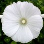 Top-Quality 250 White Tree Mallow Flower Seeds Lavatera trimestris