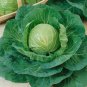 Premium 1000 Cabbage Seeds - Green Express - Premium Non-GMO, Open Pollinated, US Grown