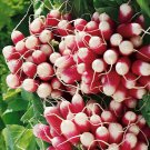 Premium 250 French Breakfast Radish Seeds Heirloom - Non-GMO - Always Fresh Seeds!
