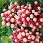 Premium 250 French Breakfast Radish Seeds Heirloom - Non-GMO - Always Fresh Seeds!