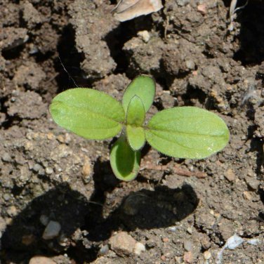 Top-Quality 100 Sunflower 