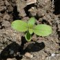 Top-Quality 100 Sunflower 