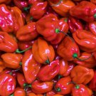 Premium 100 Red Scotch Bonnet Hot Pepper Seeds - Non-GMO - Always Fresh Seeds!