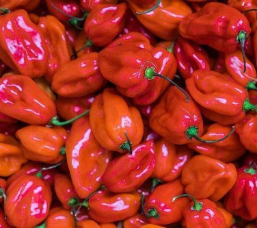 Premium 100 Red Scotch Bonnet Hot Pepper Seeds - Non-GMO - Always Fresh Seeds!