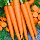 Premium 3000 Carrot Seeds - Tendersweet Heirloom - Premium Non-GMO, Open Pollinated