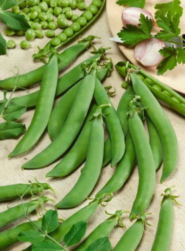 Limited Edition 75 Sugar Snap Pea Seeds - Sugar Daddy - Non-GMO - Always Fresh Seeds!