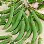 Limited Edition 75 Sugar Snap Pea Seeds - Sugar Daddy - Non-GMO - Always Fresh Seeds!