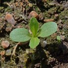 New Arrival 1500 Sweet Sultan Flower Seeds 