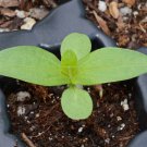 Top-Quality 1oz Zinnia Flower Seeds Meteor Zinnia Elegans (Approx 4200 Seeds)