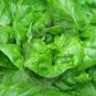 Best-Selling 2000 Lettuce Seeds - Butterhead - All Year Round - NON-GMO - Always Fresh Seeds!