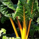 Limited Edition 250 Swiss Chard Seeds - Yellow Heirloom - Non-GMO - Always Fresh Seeds!