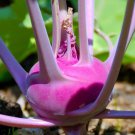 Best-Selling 1000 Kohlrabi Seeds Purple Vienna Heirloom - Non-GMO - Always Fresh Seeds!