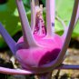 Best-Selling 1000 Kohlrabi Seeds Purple Vienna Heirloom - Non-GMO - Always Fresh Seeds!
