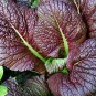 Best-Selling 250 Red Giant Mustard Seeds Organic Heirloom - Non-GMO - Always Fresh Seeds!