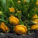 Limited Edition 100 Summer Squash Seeds Yellow Bush Scallop - Non-GMO - Always Fresh Seeds!