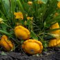 Limited Edition 100 Summer Squash Seeds Yellow Bush Scallop - Non-GMO - Always Fresh Seeds!