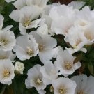 New Arrival 500 Godetia White Flower Seeds Native Wildflower Clarkia amoena
