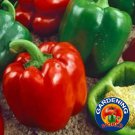 New Arrival 200 Keystone Resistant Bell Pepper Seeds Heirloom - Non-GMO - Always Fresh Seeds