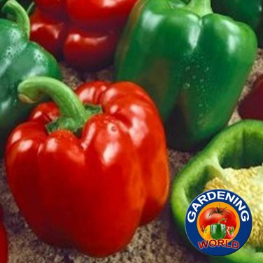 New Arrival 200 Keystone Resistant Bell Pepper Seeds Heirloom - Non-GMO - Always Fresh Seeds