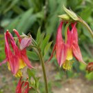 Limited Edition 250 Eastern Columbine Flower Seeds Aquilegia canadensis