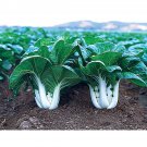 Exclusive 500 CANTON PAK CHOI CABBAGE SEEDS ~ ~ 2025 ~ NON-GMO
