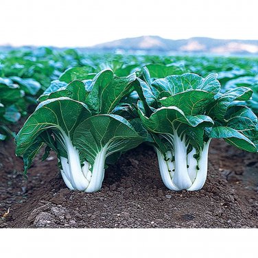 Exclusive 500 CANTON PAK CHOI CABBAGE SEEDS ~ ~ 2025 ~ NON-GMO
