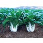 Exclusive 500 CANTON PAK CHOI CABBAGE SEEDS ~ ~ 2025 ~ NON-GMO