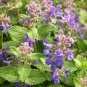 Exclusive 150 LEMON BALM HERB SEEDS ~ 2025 ~ ~ USA