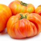 Top-Quality 30 HILLBILLY TOMATO SEEDS ~ ~ 2025 ~ NON-GMO