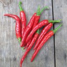 Exclusive 25 LONG THIN RED CAYENNE PEPPER SEEDS ~ ~ 2025 ~ NON-GMO