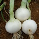 New Arrival 200 WHITE SPANISH SWEET ONION SEEDS ~ 2025 ~ ~ USA