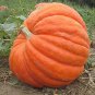 Top-Quality 25 SEED GIANT PUMPKIN PATCH SEED COLLECTION ~THREE TYPES! ~2025 ~
