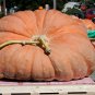 Top-Quality 25 SEED GIANT PUMPKIN PATCH SEED COLLECTION ~THREE TYPES! ~2025 ~