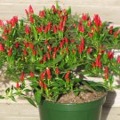 Best-Selling 20 BIRDSEYE PEPPER SEEDS ~ 2025 ~ ~ USA