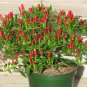 Best-Selling 20 BIRDSEYE PEPPER SEEDS ~ 2025 ~ ~ USA