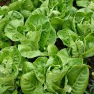 Limited Edition 1000 LITTLE GEM LETTUCE SEEDS (NON-GMO SEEDS! HEIRLOOM!) ~ ~2025