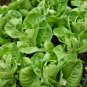 Limited Edition 1000 LITTLE GEM LETTUCE SEEDS (NON-GMO SEEDS! HEIRLOOM!) ~ ~2025