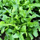 Premium 1000 OAK LEAF LETTUCE SEEDS ~ ~ 2025 ~ NON-GMO