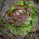 Top-Quality 1000 BRONZE MIGNONETTE LETTUCE SEEDS ~ ~ 2025 ~ NON-GMO