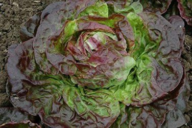 Top-Quality 1000 BRONZE MIGNONETTE LETTUCE SEEDS ~ ~ 2025 ~ NON-GMO