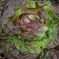 Top-Quality 1000 BRONZE MIGNONETTE LETTUCE SEEDS ~ ~ 2025 ~ NON-GMO