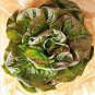 Top-Quality 1000 BRONZE MIGNONETTE LETTUCE SEEDS ~ ~ 2025 ~ NON-GMO
