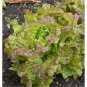 Top-Quality 1000 PRIZEHEAD LETTUCE SEEDS ~ 2025 ~ ~ USA
