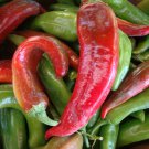 Best-Selling 25 HATCH MS. JUNIE PEPPER SEEDS ~ 2025 ~ ~ USA