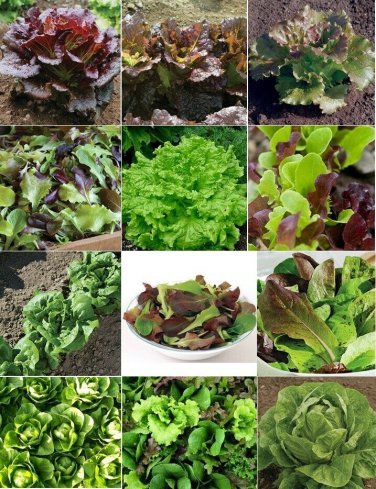 New Arrival 6 PACK LETTUCE SEED COLLECTION ~ ~ 2025 ~ NON-GMO