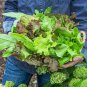 New Arrival 6 PACK LETTUCE SEED COLLECTION ~ ~ 2025 ~ NON-GMO